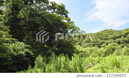 夏天的小次郎森林 117294055