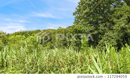 Koajiro Forest in Summer 117294059
