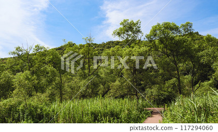 Koajiro Forest in Summer 117294060