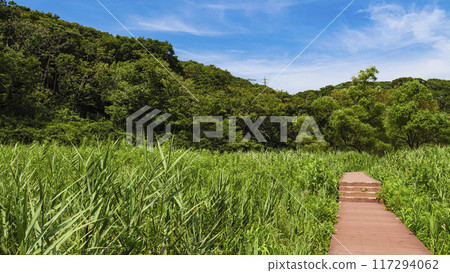 夏天的小次郎森林 117294062