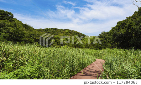 夏天的小次郎森林 117294063