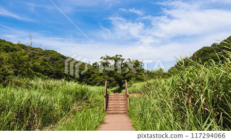 夏天的小次郎森林 117294066