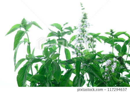 Very cute basil flowers Very cute basil flowers 117294637