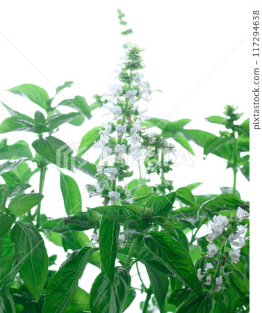 Very cute basil flowers Very cute basil flowers 117294638