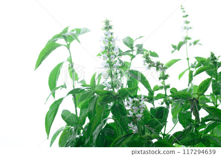 Very cute basil flowers 117294639