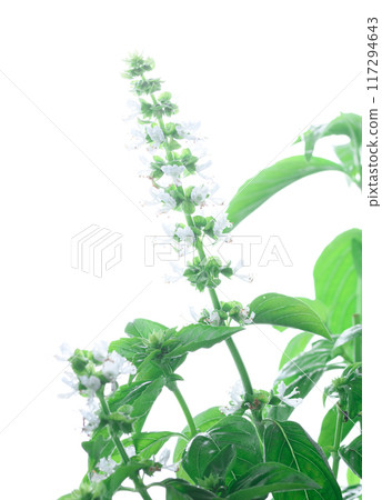 Very cute basil flowers Very cute basil flowers 117294643