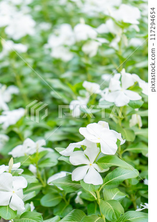 Nichinichiso(每日草) Nichinichiso(每日草) 117294654