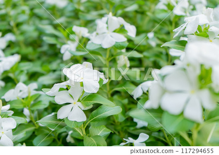 Nichinichiso(每日草) Nichinichiso(每日草) 117294655
