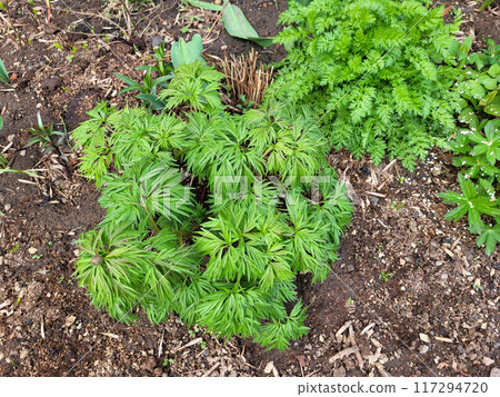 Fresh spring green peony bushes in the yard on a flower bed. Fresh spring green peony bushes in the yard on a flower bed. 117294720