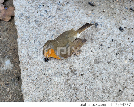 A dead little bird is lying on the asphalt 117294727