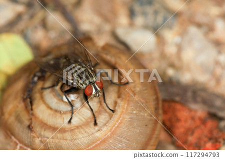 Close up The housefly insect on snail dead 117294793