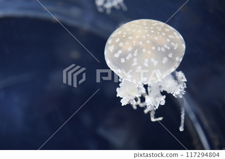 the jellyfish is beautiful in the water at japan 117294804