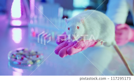 A chemist analyzes a white rat while utilizing neon purple laboratory equipment for medical research. A chemist analyzes a white rat while utilizing neon purple laboratory equipment for medical research. 117295173