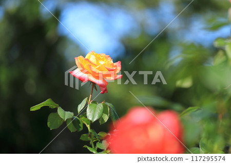 Yellow rose in full bloom 117295574
