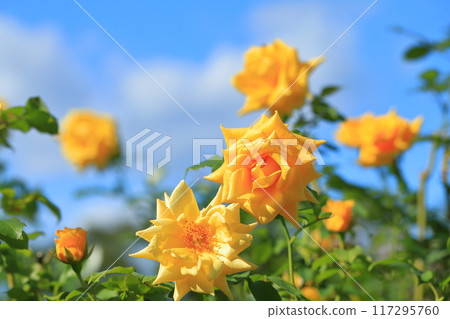 盛開的黃色玫瑰 117295760