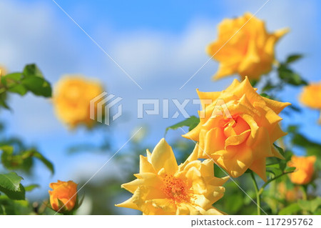 Yellow rose in full bloom Yellow rose in full bloom 117295762