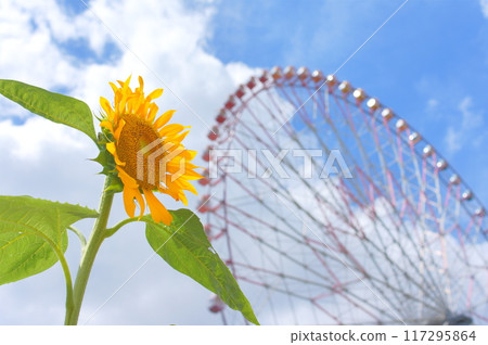 Sunflowers, blue sky and Ferris wheel 117295864