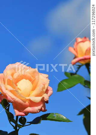 Pink rose in full bloom 117296024