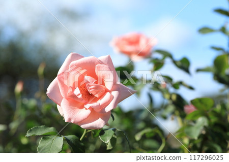 Pink rose in full bloom 117296025