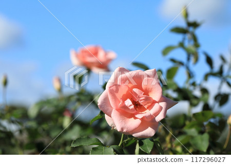 Pink rose in full bloom 117296027