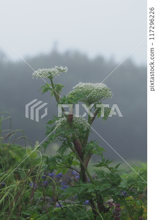 Angelica flowers blooming in the mist 117296226
