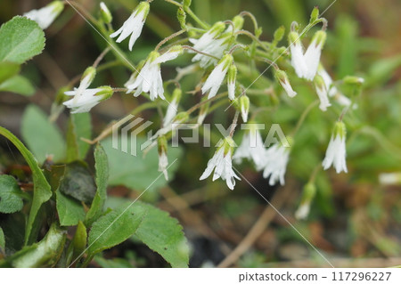 White small rock laurel flower White small rock laurel flower 117296227