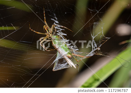 Captured Grasshopper Captured Grasshopper 117296787