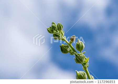 站立的蜀葵-花蕾-在雨季結束時向清爽的天空伸展 站立的蜀葵-花蕾-在雨季結束時向清爽的天空伸展 117296853