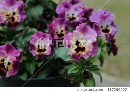 荒尾市，著名的市民花壇，三色堇和中提琴， 117296907