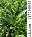 New buds sprouting from Oita tea trees 117296945