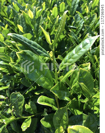New buds sprouting from Oita tea trees 117296945