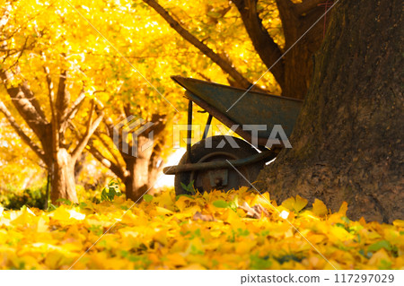 金色銀杏和獨輪車的秋景 金色銀杏和獨輪車的秋景 117297029