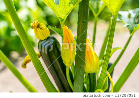 Vivid zucchini flowers and fruits that brighten up midsummer Vivid zucchini flowers and fruits that brighten up midsummer 117297051