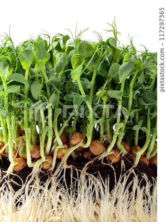 Fresh pea microgreen sprouts isolated on a white background. 117297365