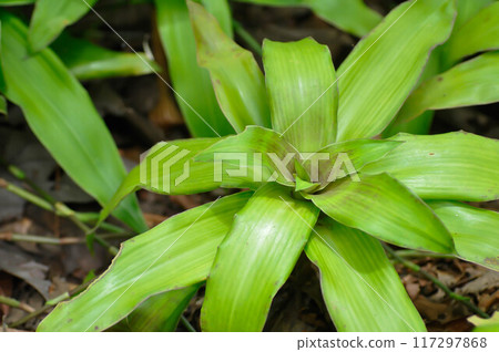 Basket Plant, Chain Plant or Inch Plant or Callisia fragrans or Commelinaceae 117297868