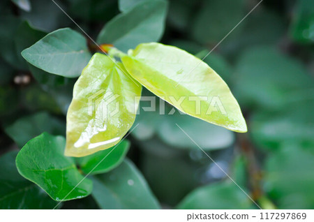 ficus pumila or climbing fig or MORACEAE and dew drop 117297869