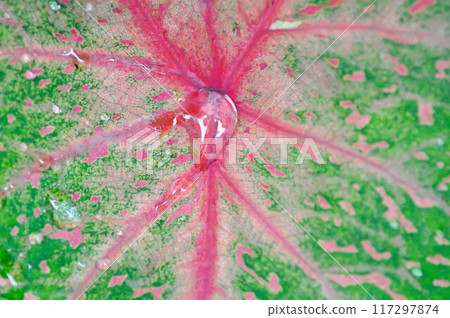 Caladium, Caladium Bicolor Vent or Caladium bicolor and rain drop 117297874