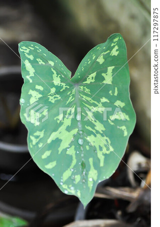 Colocasia Esculenta Hilo Beauty,Colocasia or Esculenta Hilo or Colocasia bicolor and rain drop Colocasia Esculenta Hilo Beauty,Colocasia or Esculenta Hilo or Colocasia bicolor and rain drop 117297875