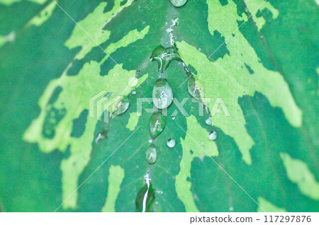 Colocasia Esculenta Hilo Beauty,Colocasia or Esculenta Hilo or Colocasia bicolor and rain drop Colocasia Esculenta Hilo Beauty,Colocasia or Esculenta Hilo or Colocasia bicolor and rain drop 117297876