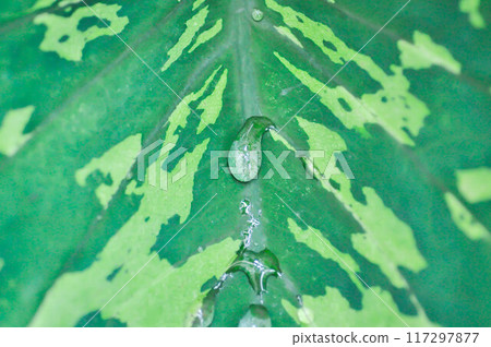 Colocasia Esculenta Hilo Beauty,Colocasia or Esculenta Hilo or Colocasia bicolor and rain drop Colocasia Esculenta Hilo Beauty,Colocasia or Esculenta Hilo or Colocasia bicolor and rain drop 117297877