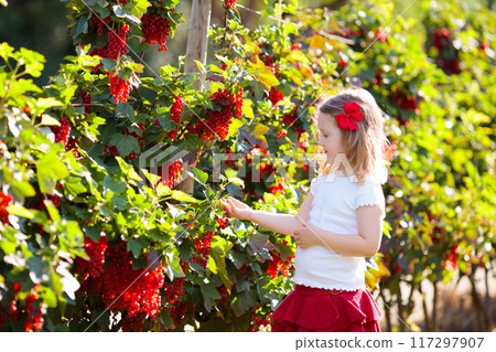 Little girl picking red currant in the garden 117297907