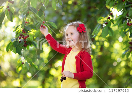 Little girl picking cherry in fruit garden 117297913