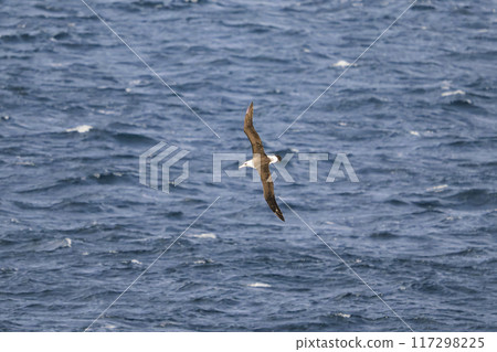 Laysan Albatross in Flight Laysan Albatross in Flight 117298225