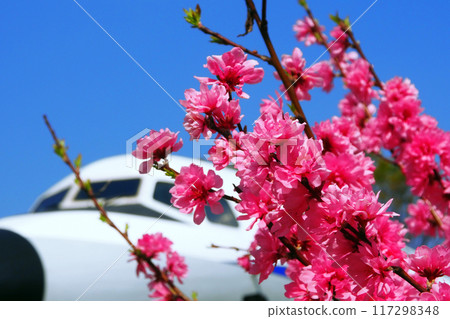 所澤航空紀念公園花桃和YS-11 所澤航空紀念公園花桃和YS-11 117298348
