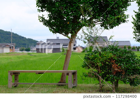 A bench on the side of a rice field 117298400