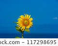 藍天和向日葵 117298695