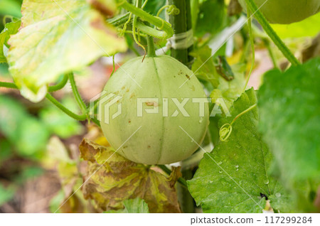 Mini melons in the home garden Mini melons in the home garden 117299284