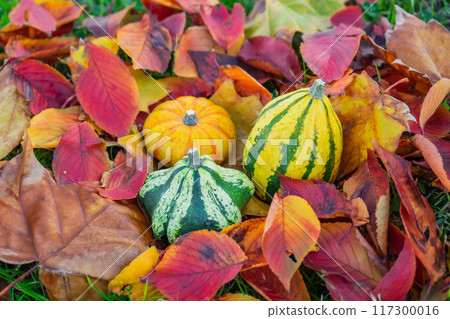 萬聖節南瓜放在落葉中 117300016