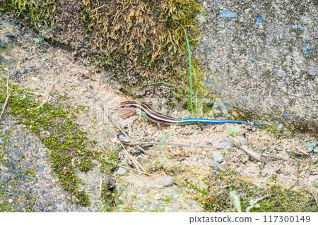 A Japanese grass lizard with a beautiful metallic sheen A Japanese grass lizard with a beautiful metallic sheen 117300149