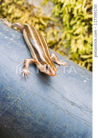 A Japanese grass lizard with a beautiful metallic sheen (vertical angle) A Japanese grass lizard with a beautiful metallic sheen (vertical angle) 117300150
